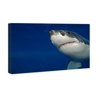 Авенија на пистата Наутичка и крајбрежна wallидна уметност платно „Голема бела ајкула“ од Дејвид Флитам 'морски живот - сина,